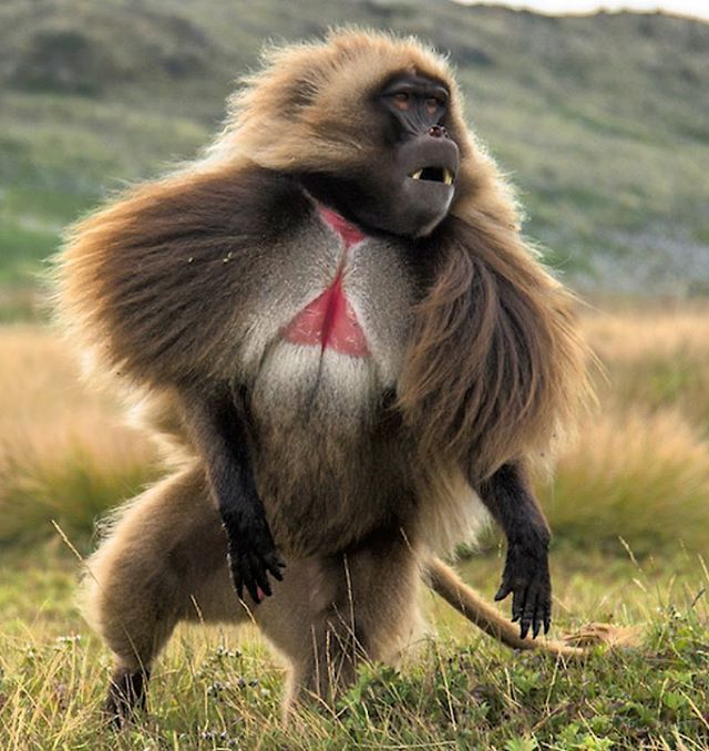 gelada.jpg