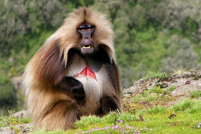 gelada.jpg