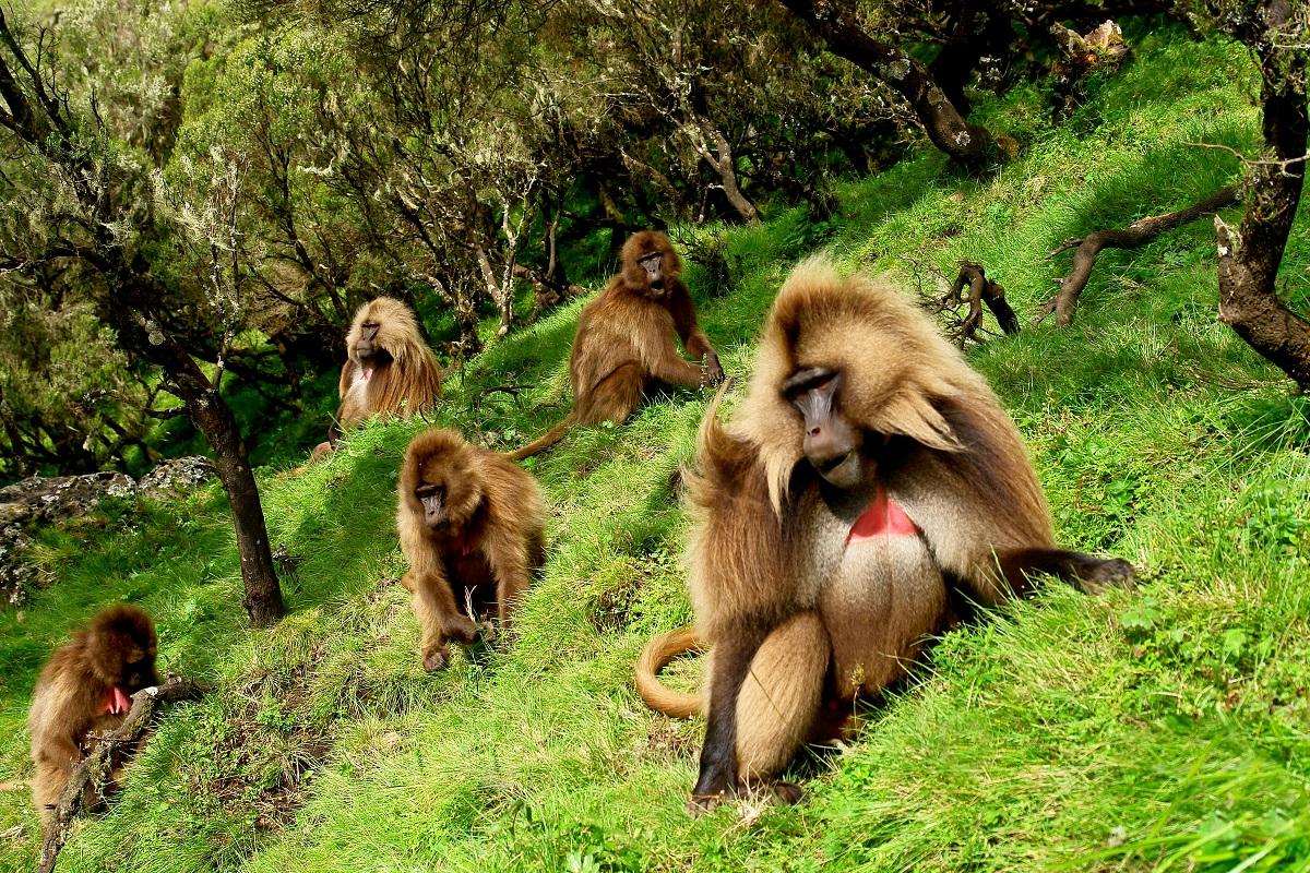 geladas-iStock-520328950-resize.jpg