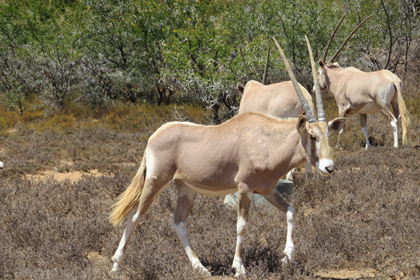 gemsbok1.png