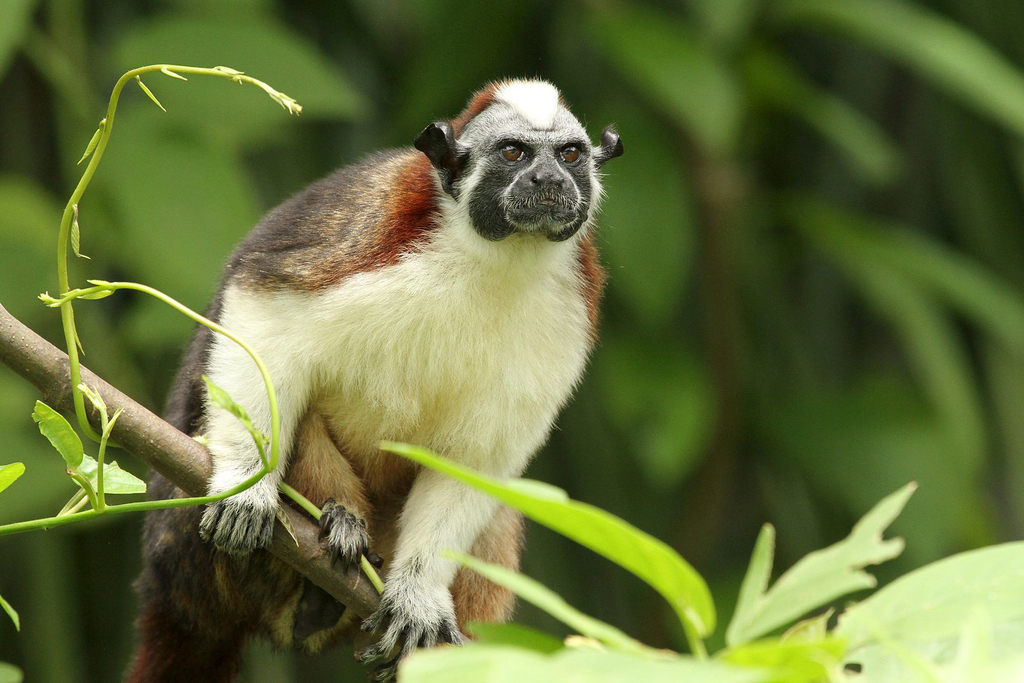 Geoffrey'sTamarin.jpeg
