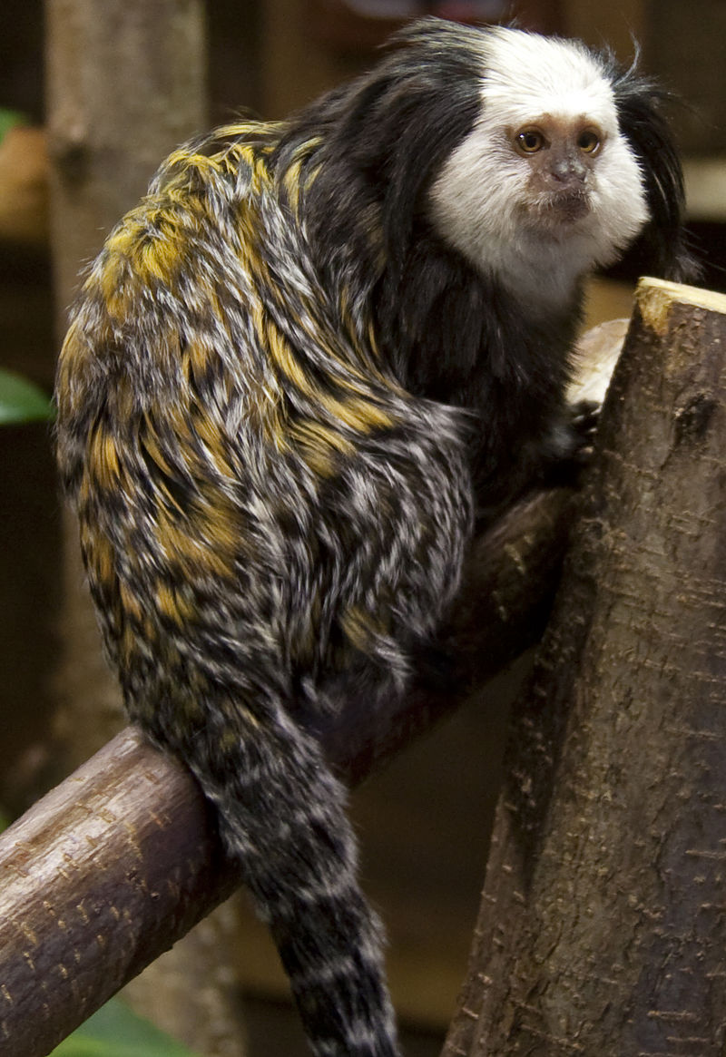 Geoffroy's_Marmoset_1.jpg