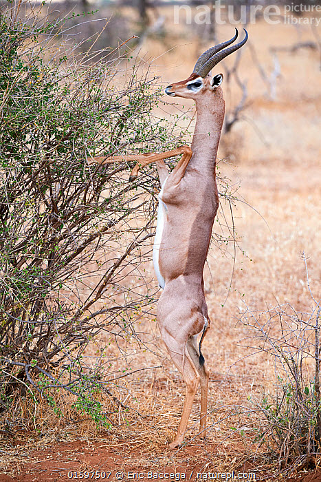 gerenuk.jpg