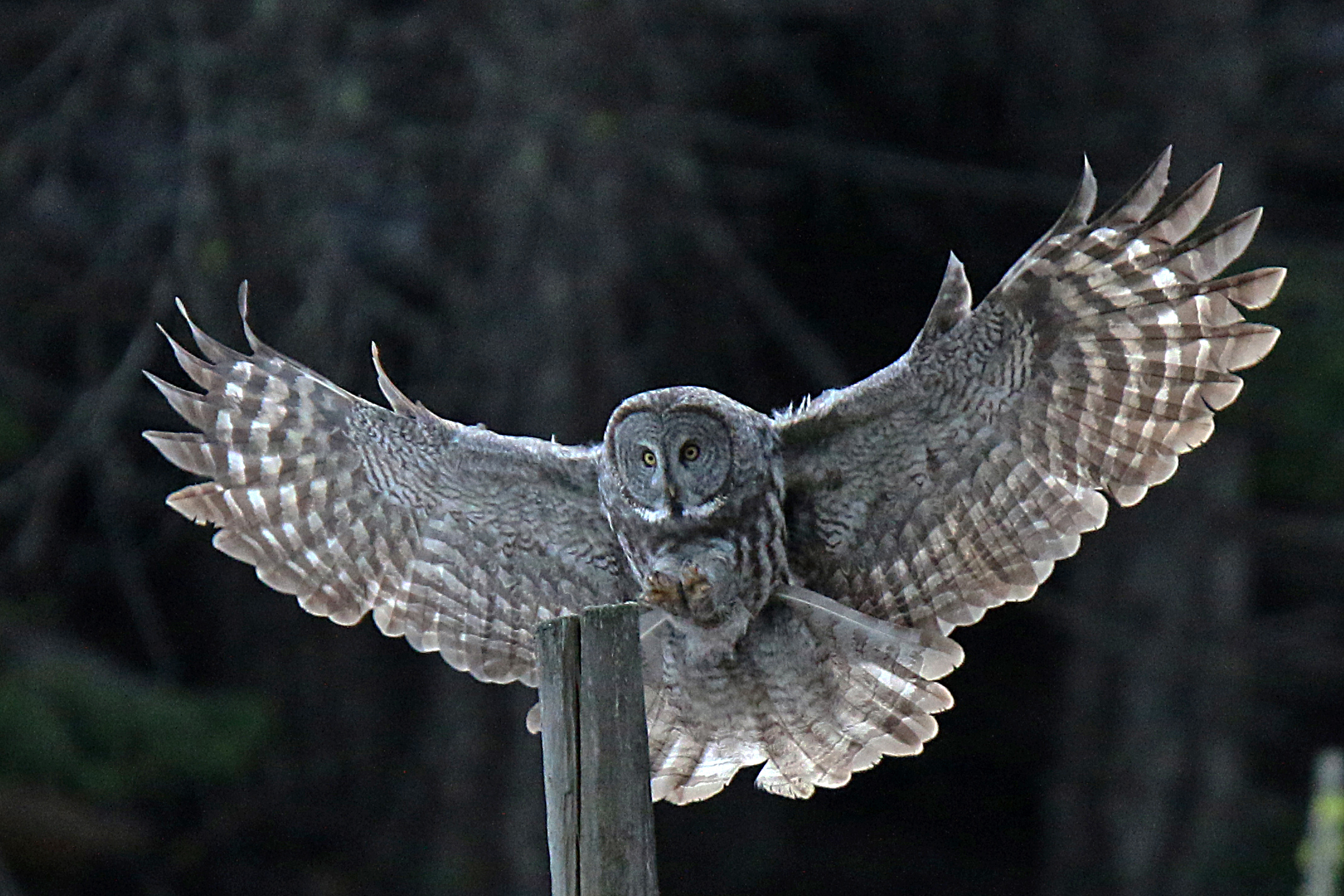GGO_spread-wings_Mel-Clements.jpg