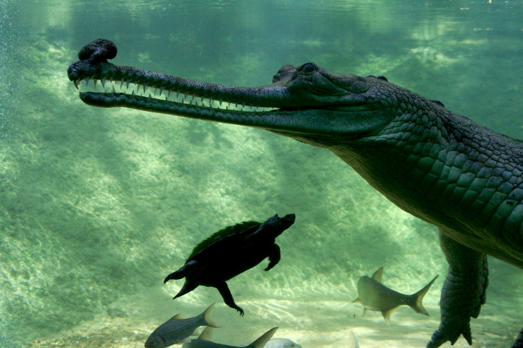 GHARIAL-IN-UNDERWATER-EXHIBIT-AT-MADRAS-CROCODILE-BANK.-PHOTO-ROM-WHITAKER.jpg