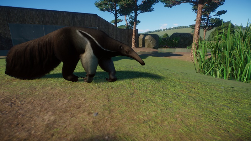 Giant anteater 6.jpg