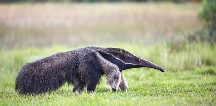 giant anteater.jpg