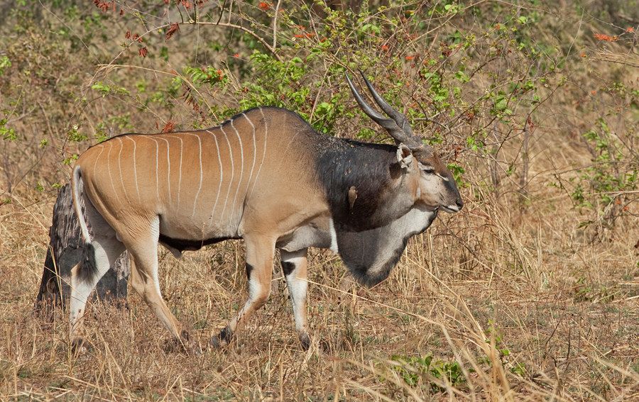 Giant Eland.jpg