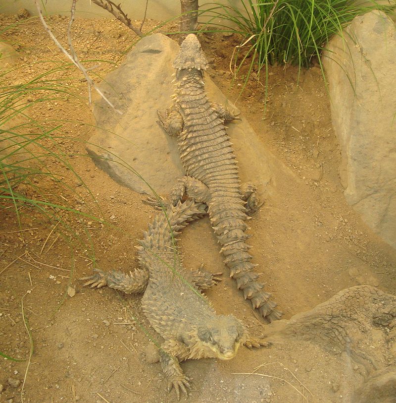 giant girdled lizards at the Frankfurt Zoo.jpg