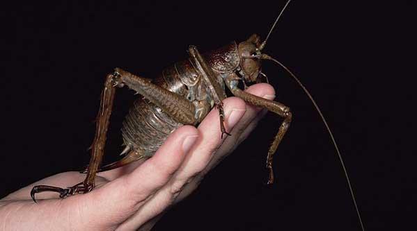 Giant-Weta.jpg