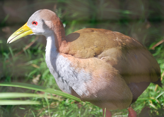 Giant wood rail.png