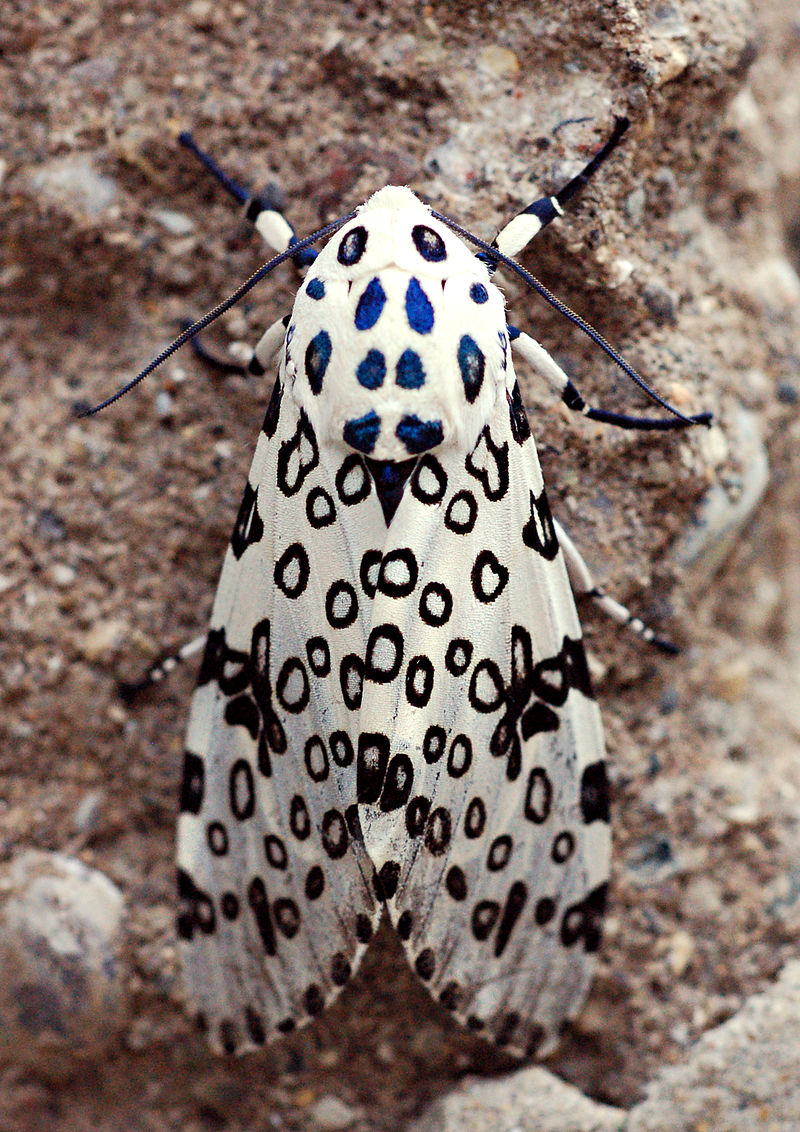 Giant_leopard_moth_hypercompe_scribonia_3.jpg