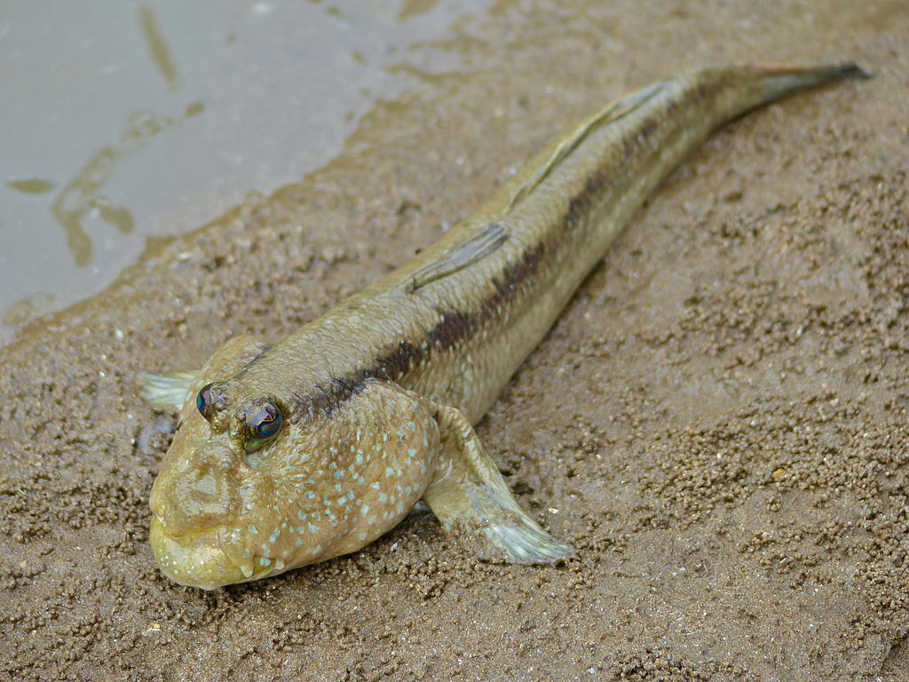 Giant_Mudskipper_(Periophthalmodon_schlosseri)_(15184970133).jpg