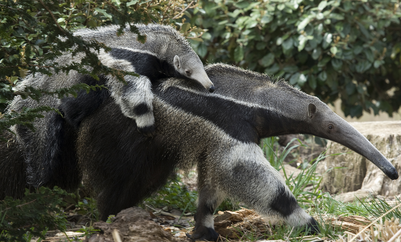 giantanteater-003_0.jpg