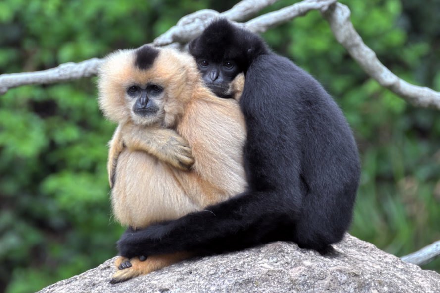 gibbons.jpg