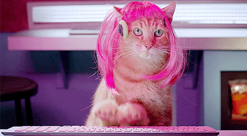Gifs-de-Gatos-7.gif