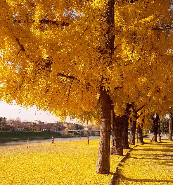 Ginkgo Tree in Autumn in Italy.PNG