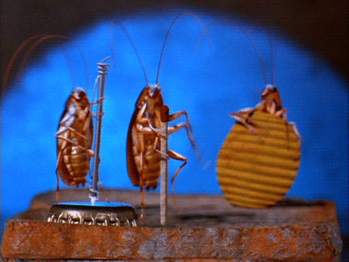 giphy (10).gif