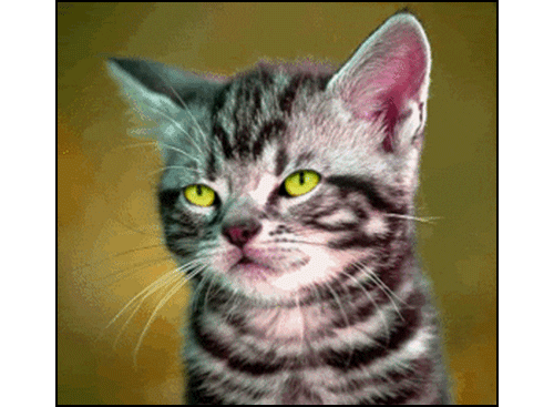 giphy (13).gif