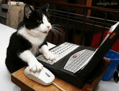 giphy (15).gif