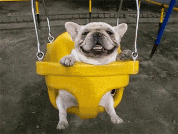 giphy (2).gif