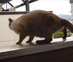 giphy (3).gif