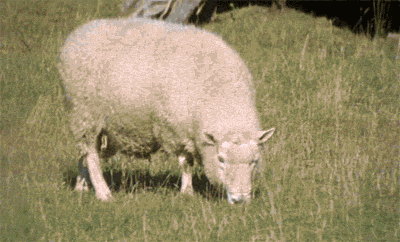 giphy (3).gif