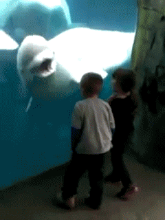 giphy(6).gif