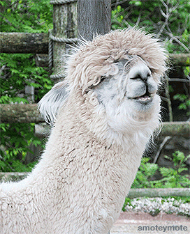 giphy (8).gif