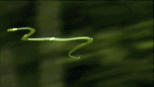 giphy.gif
