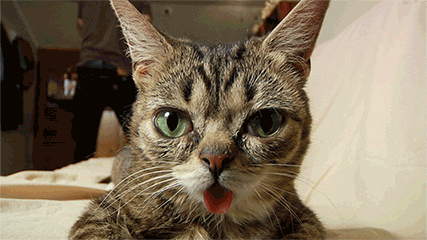 giphy.gif