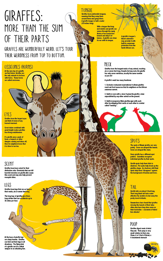 giraffe (1).jpg