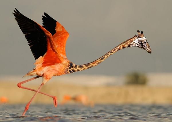 giraffe bird.jpg