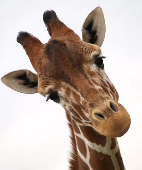giraffe.jpg