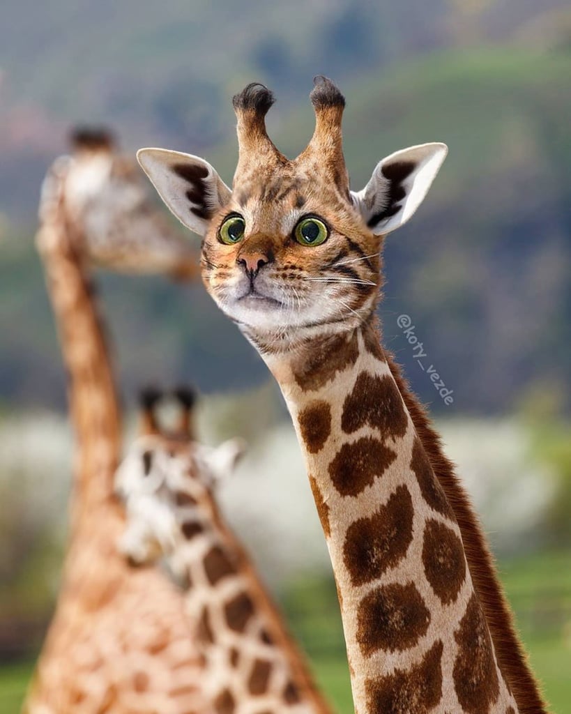 Giraffe-With-Cat-Face.jpg
