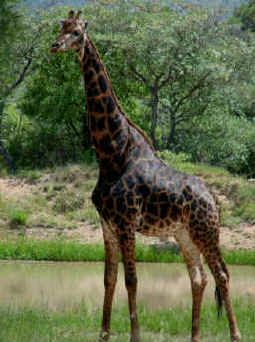giraffe1.jpg