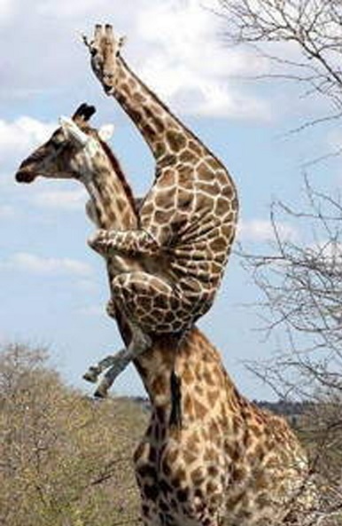 giraffe2.jpg