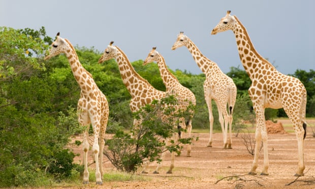 giraffe2.jpg