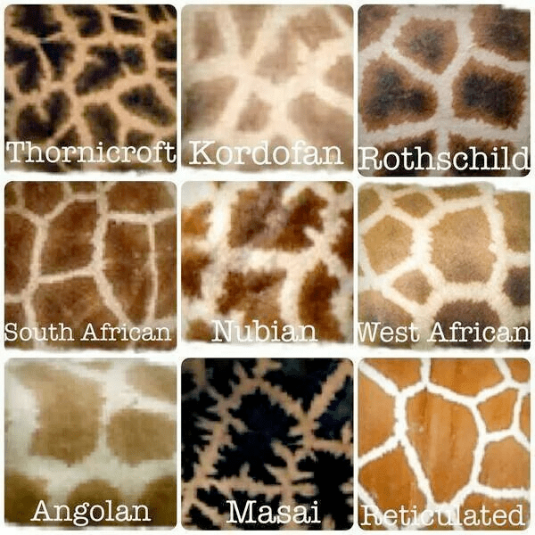 giraffe21.png