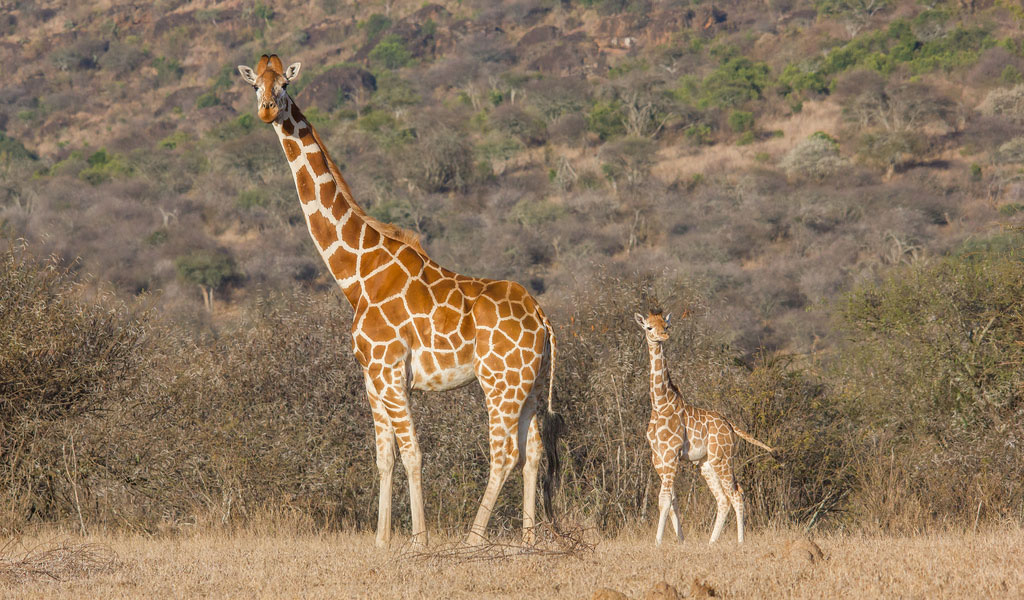 giraffe3.jpg