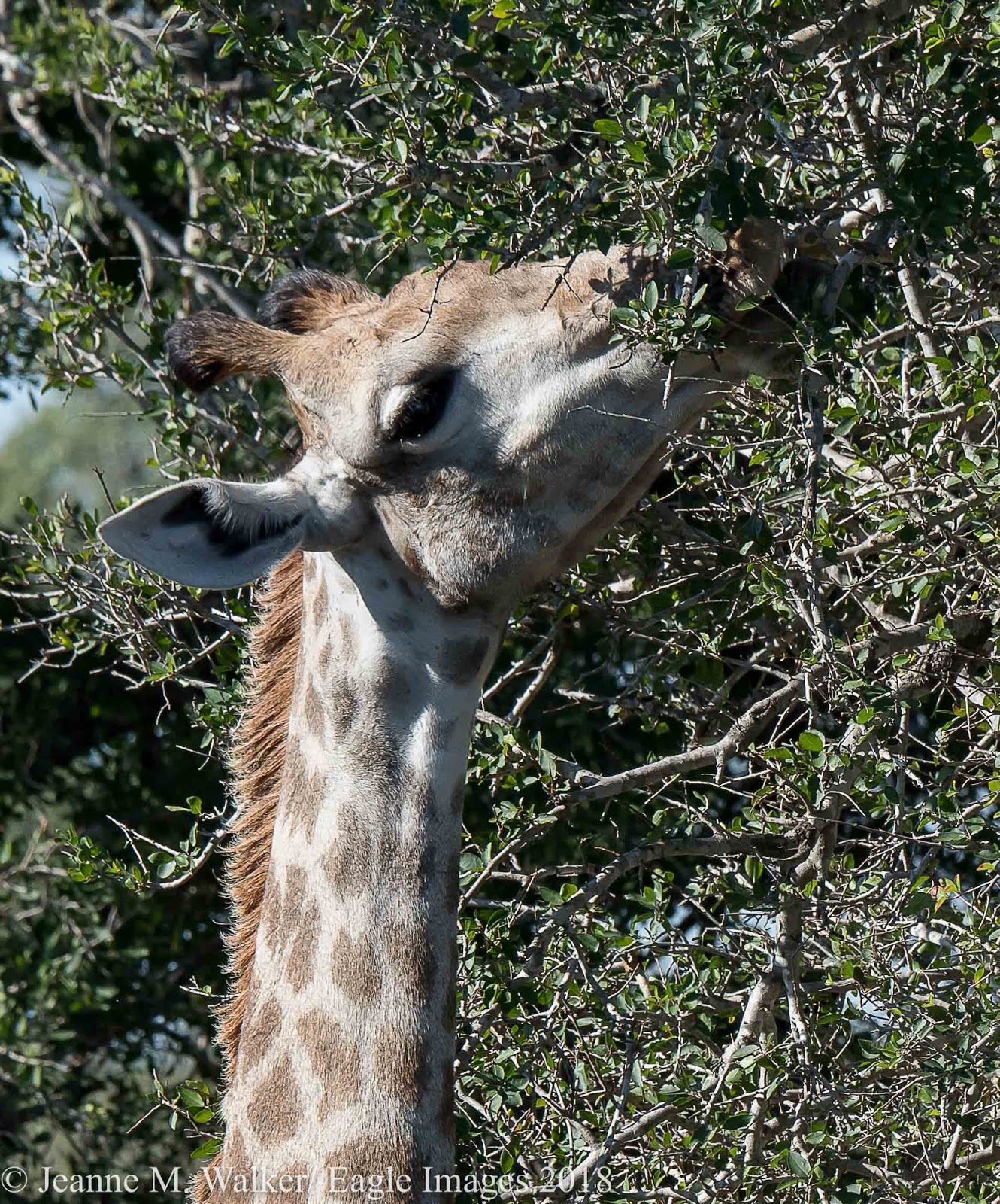 giraffe4.jpg