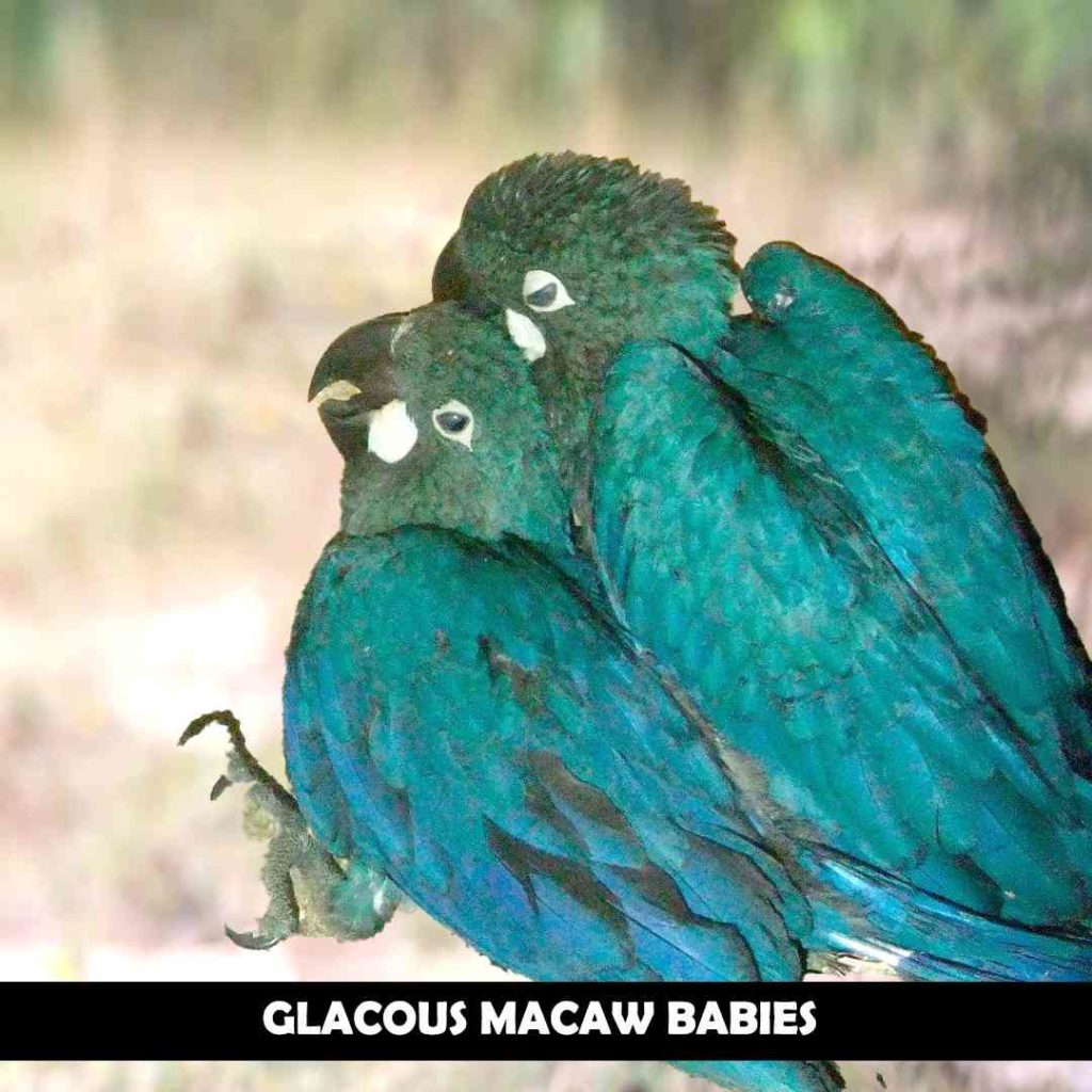Glacous-Macaw-Babies-1024x1024.jpg