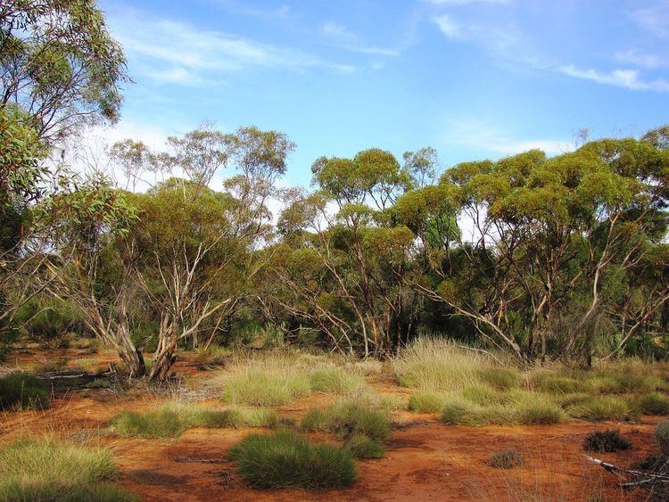 gluepot-south-australia-510ab5b4-685f-4393-a53b-7d3711a56a4-resize-750.jpg