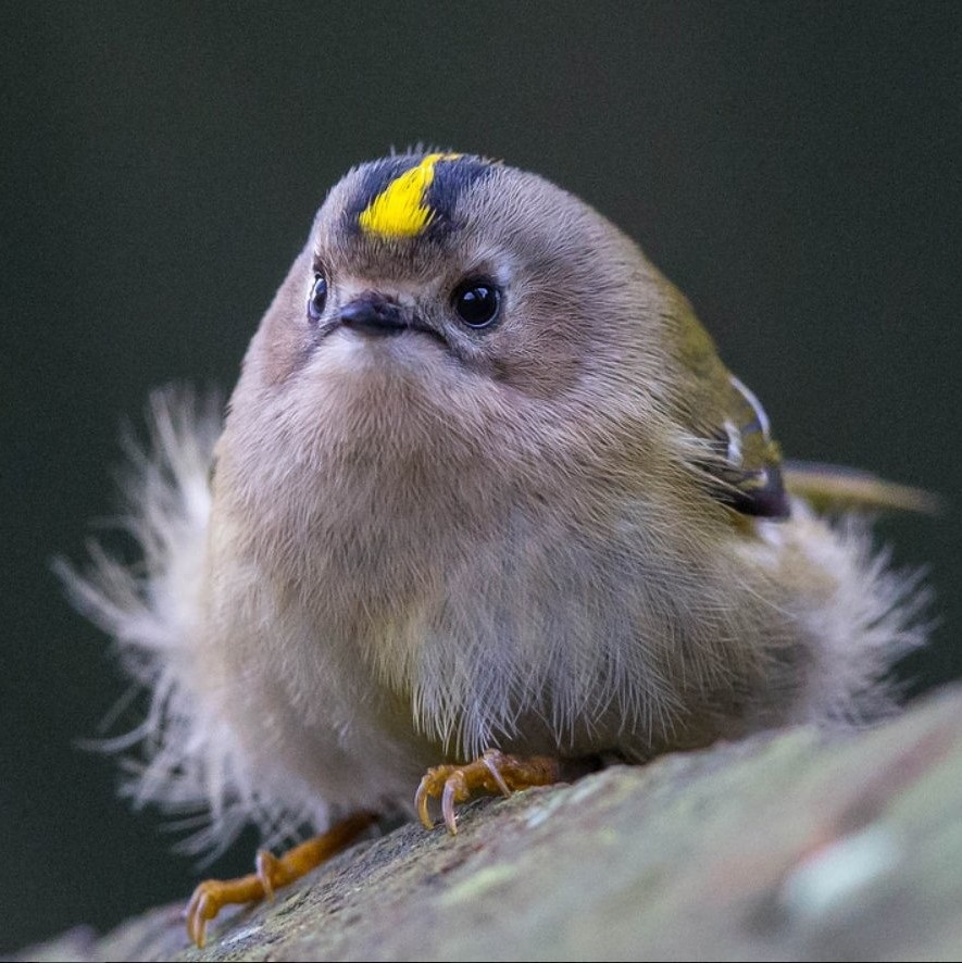 Goldcrest.jpg
