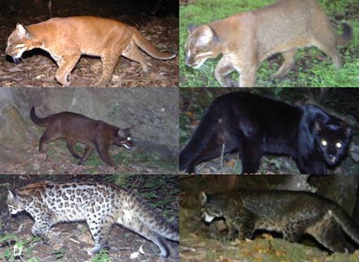 Golden cats.jpg