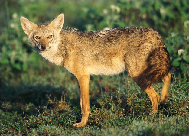 Golden-jackal-Photos.jpg
