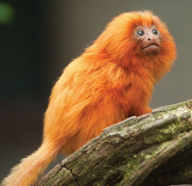 Golden-lion-tamarin.jpg