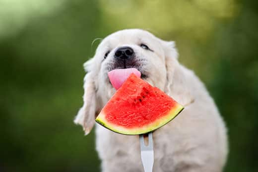 golden-retriever-puppy-eats-watermelon-SW.jpg