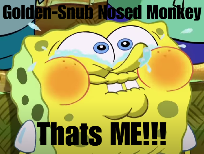 Golden-Snub Nosed Monkey.png