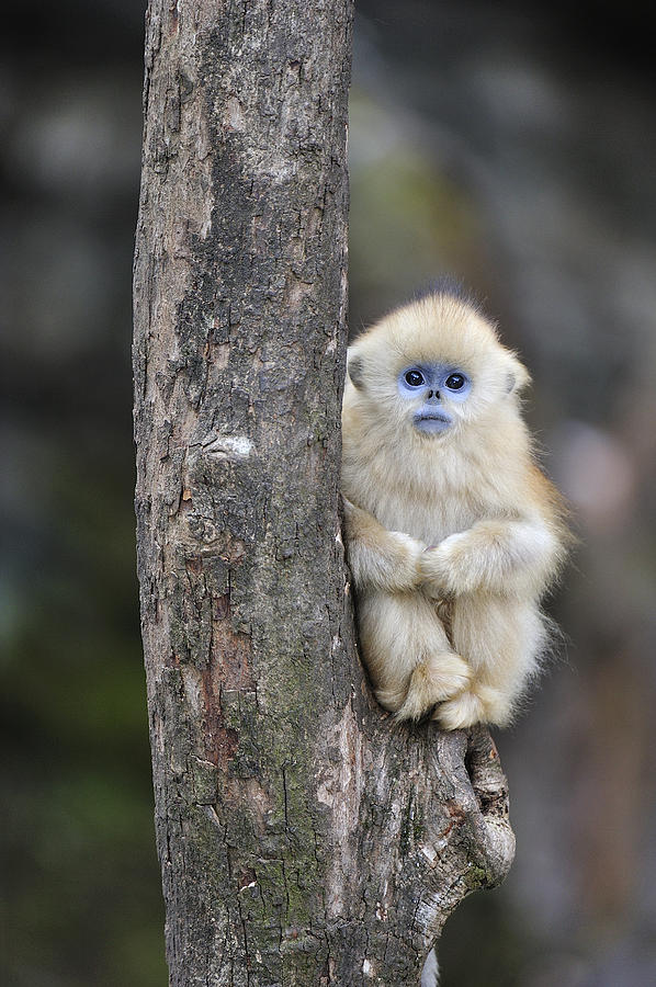 golden-snub-nosed-monkey-young-china-thomas-marent.jpg